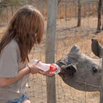 An ACE volunteer feeding a rhino calf through a fence at Care for Wild Africa