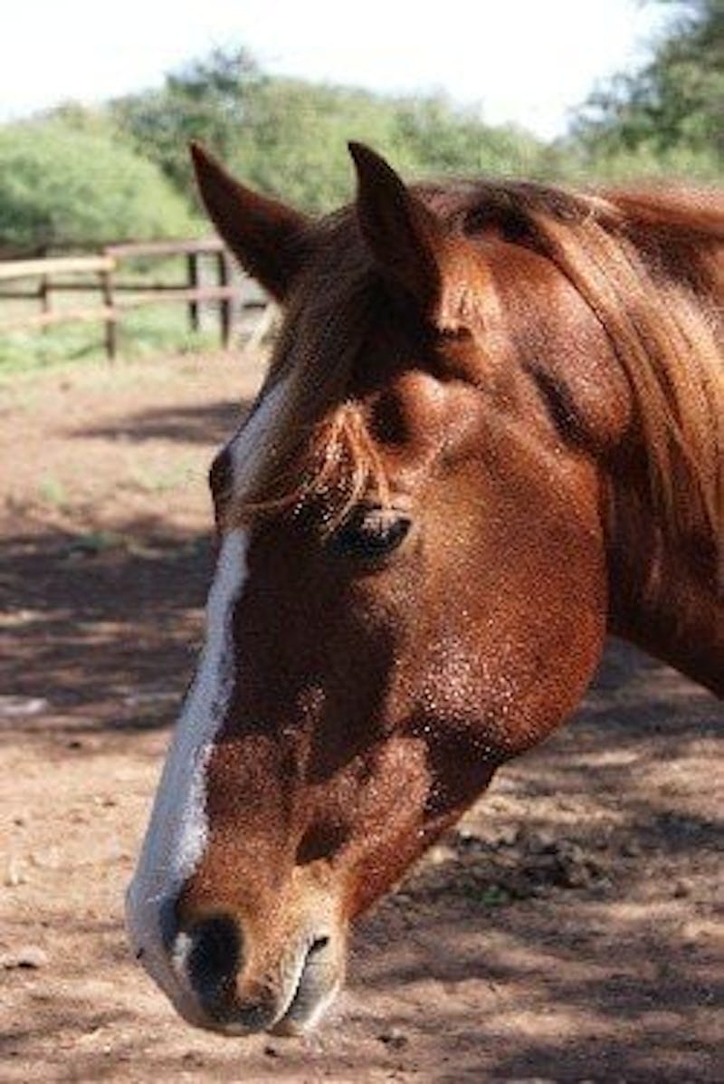Kalahari, horse at Hanchi Conservation Experience