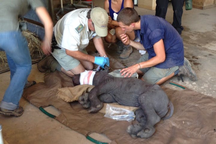 The orphaned rhino Manje at Care for Wild