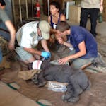 The orphaned rhino Manje at Care for Wild