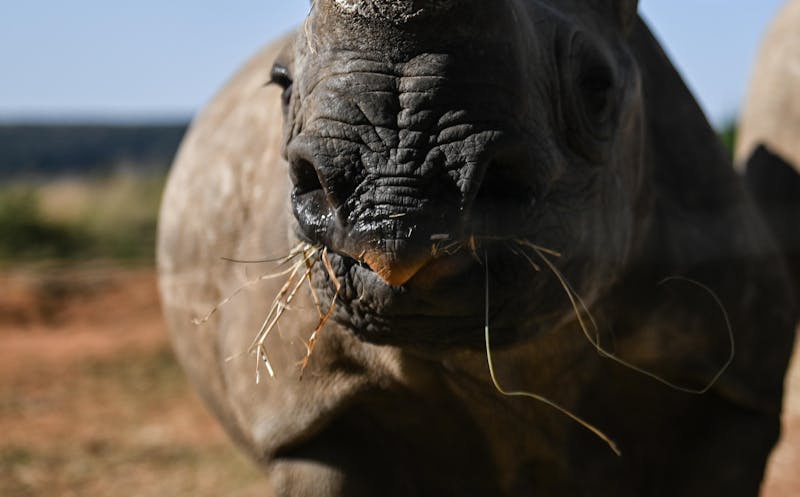 rhino eating close up