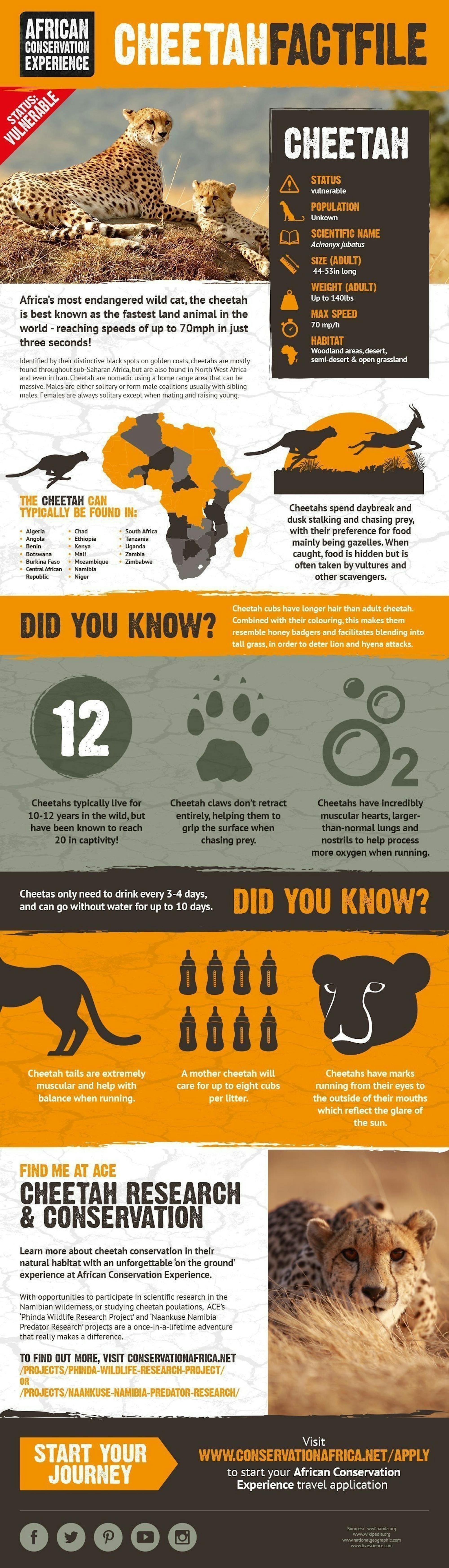Infographic: Facts about Cheetahs