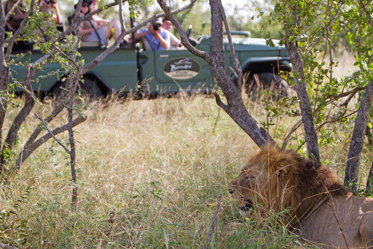 A school group watches a lion from their vehicle