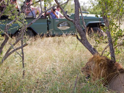 A school group watches a lion from their vehicle