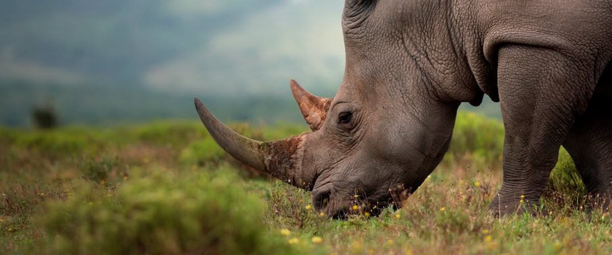 Close up of a rhino grazing