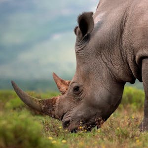 Close up of a rhino grazing