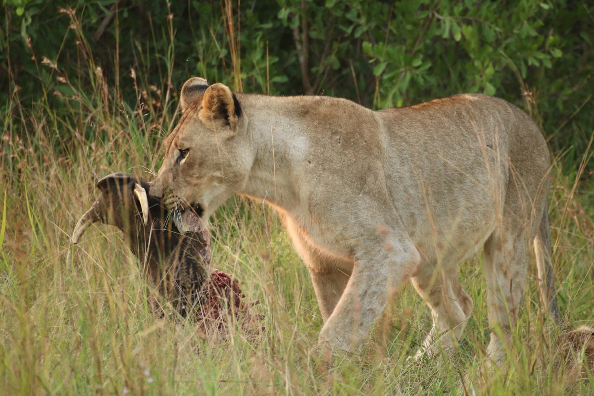 Phinda Wildlife Research Project: lion carrying a warthog carcass, feeding