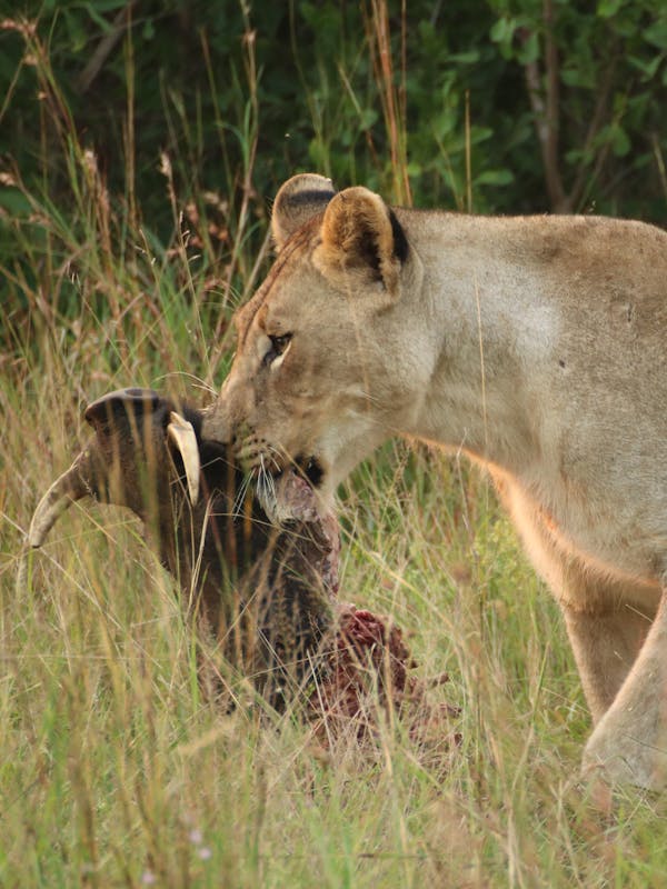 Phinda Wildlife Research Project: lion carrying a warthog carcass, feeding