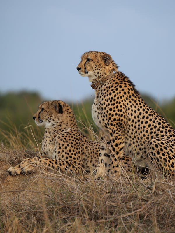 Rebecca Wheeler: two cheetahs