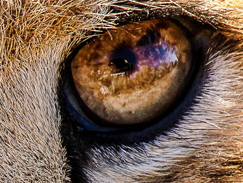 Close up of a cheetah eye