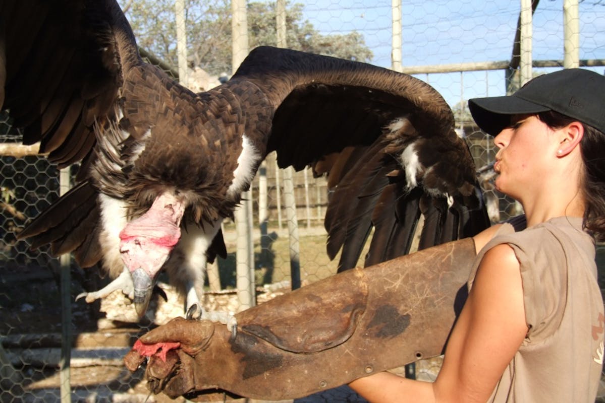 An ACE volunteer hand feeding a very large vulture at Moholoholo