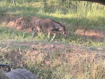 Chandra Kelton: antelope