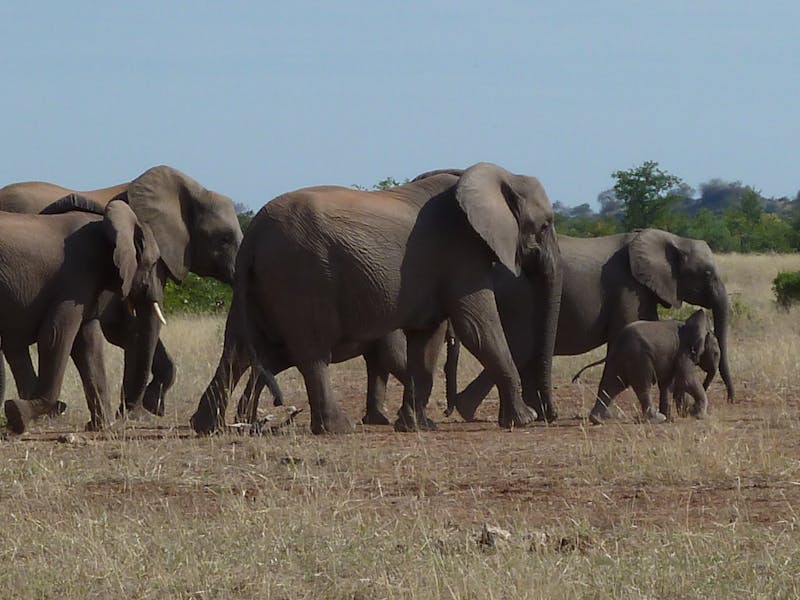A herd of African elephants in the bush