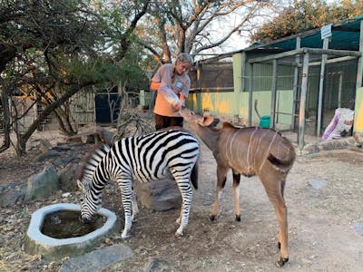 Lauryn Sitton: An ACE volunteer bottle feeds an antelope behind a zebra