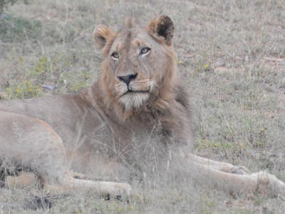 A male lion lies in the bush