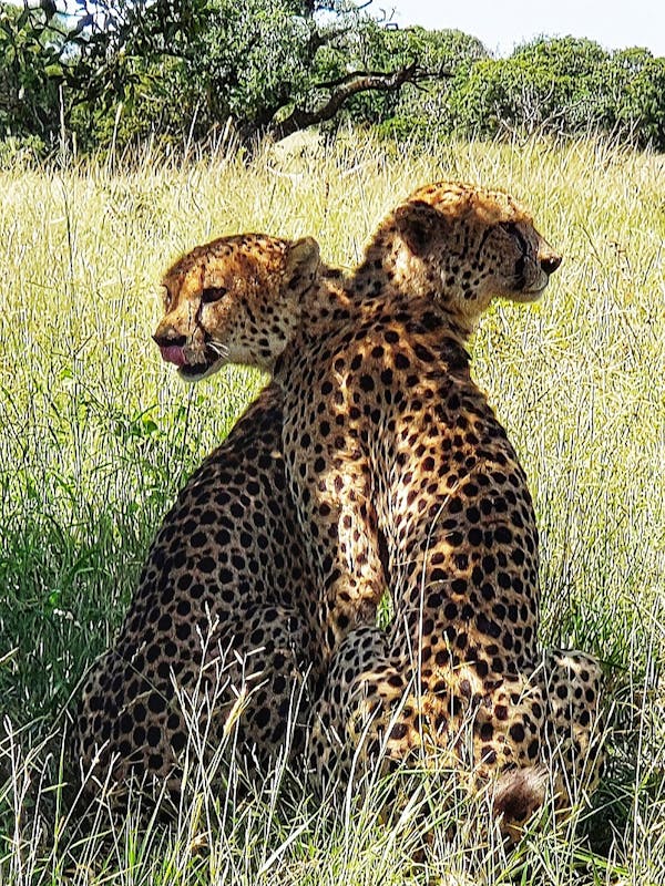 Carol Krieger and Geoffrey Neate: two cheetahs