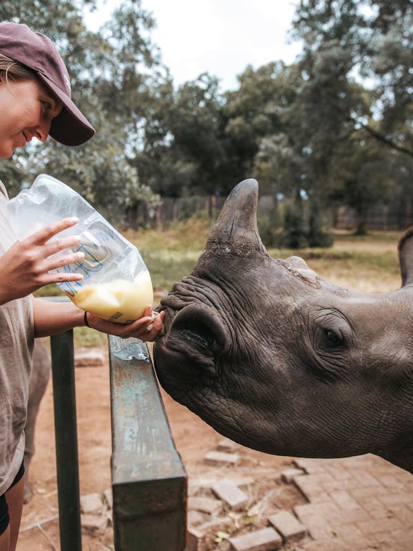 ACE volunteer bottle feeding rhino