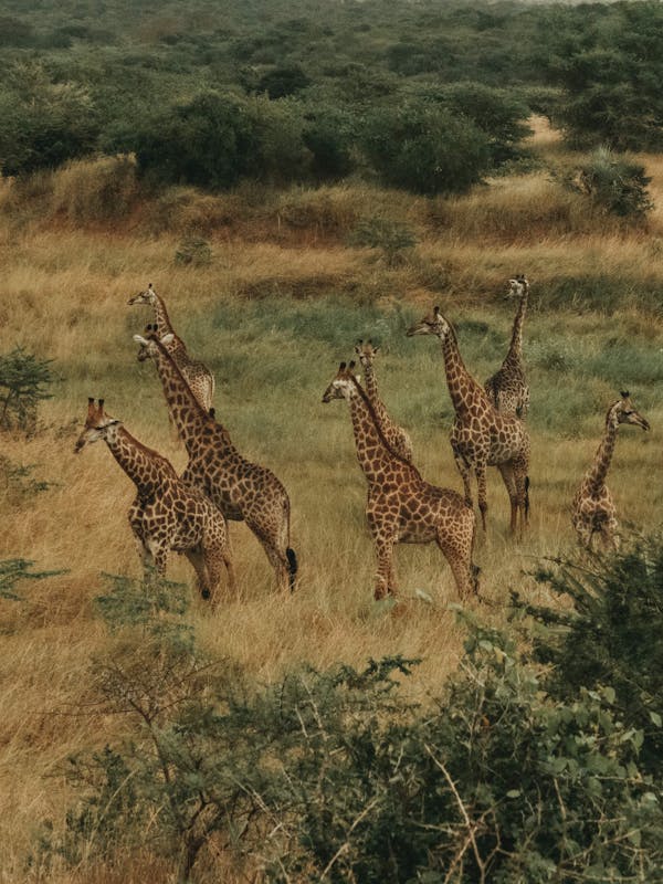 Giraffes in the distance