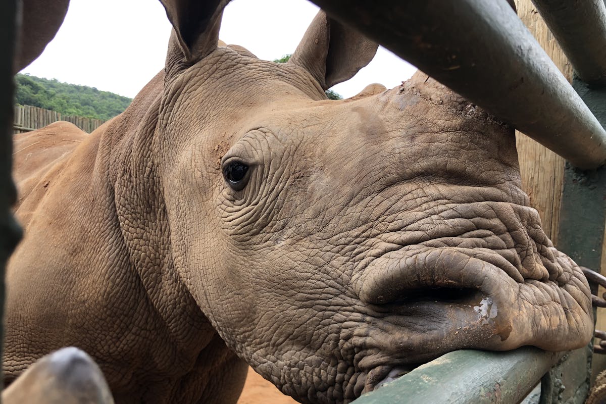 Katherine Prindle: close-up of a baby rhino at Care for Wild Africa