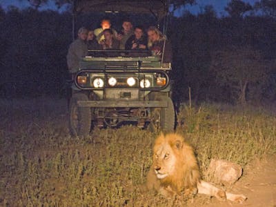 Group of ACE students viewing a lion in the vehicle at night