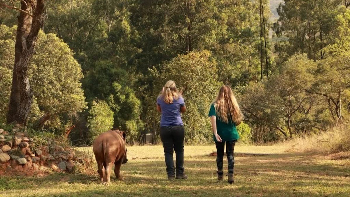 Summer walk with rhino at Care for Wild