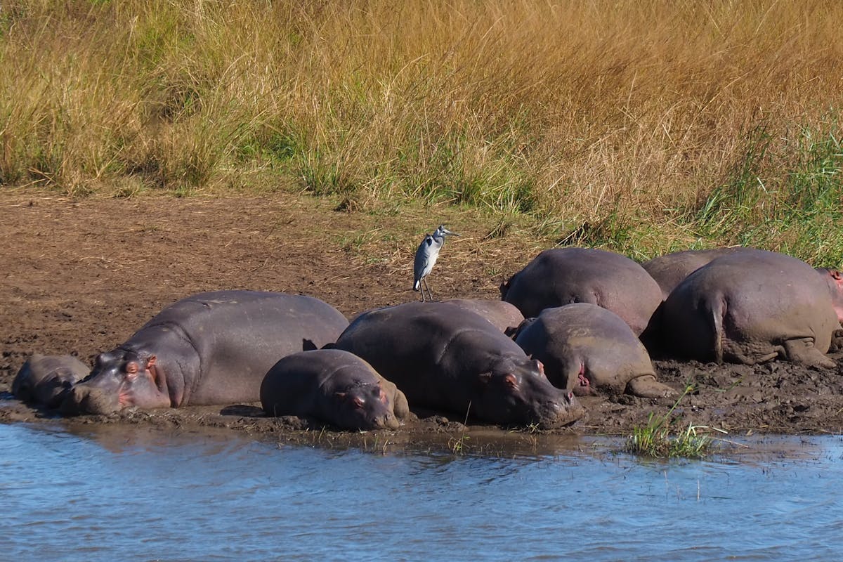 Siske Loggie: hippos in the water