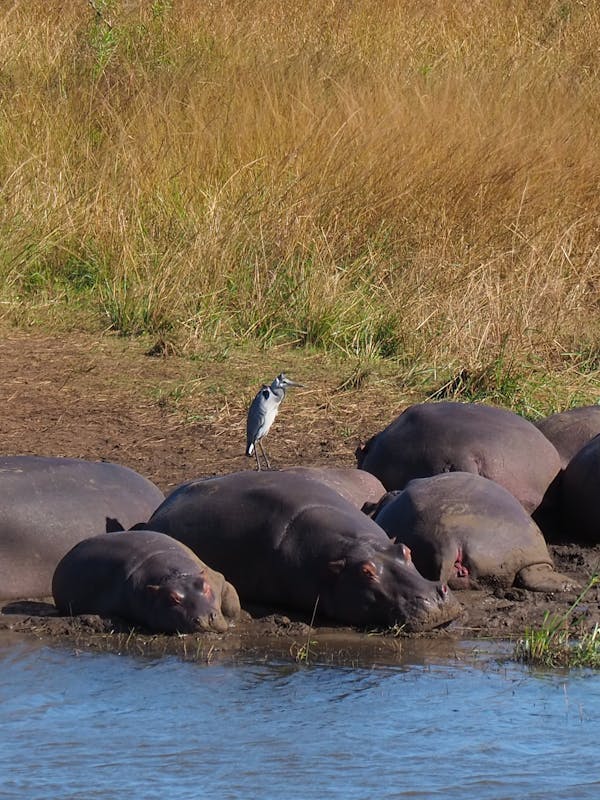 Siske Loggie: hippos in the water