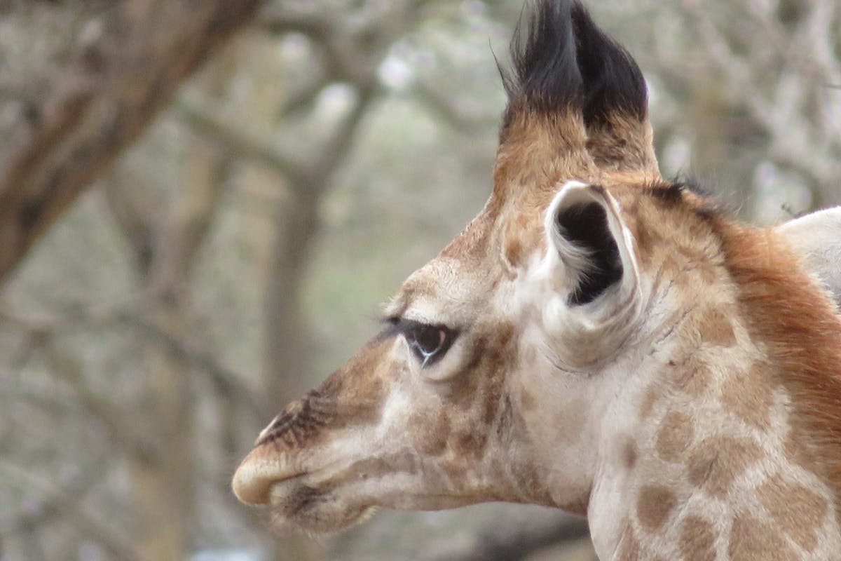 Rebecca Bower: close-up of a giraffe