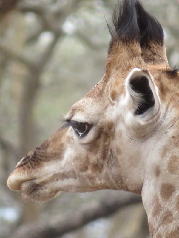 Rebecca Bower: close-up of a giraffe