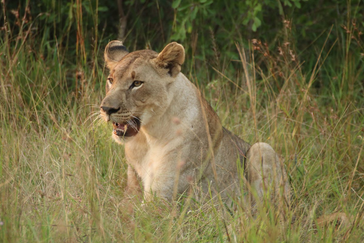 Phinda Wildlife Research Project: lioness in the grass