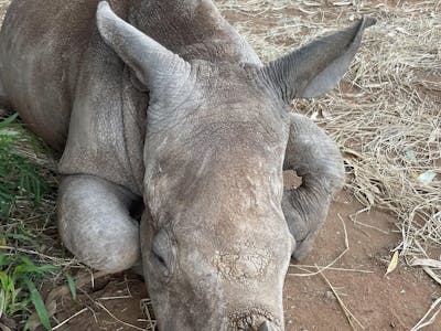 Close up of a rhino, Golola Rhino Orphanage and Rehabilitation Centre