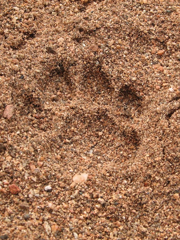 Close-up of a lion's track