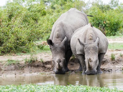 Two rhinos drinking from the water