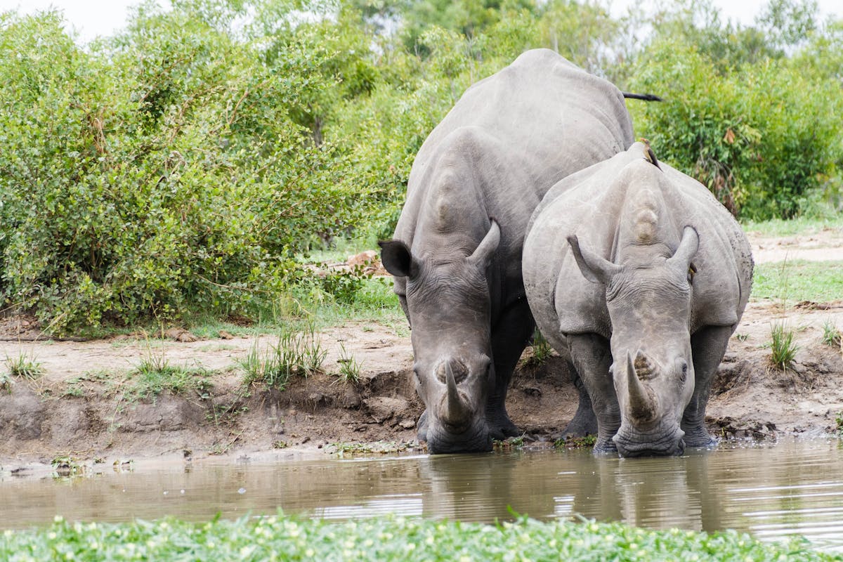 Two rhinos drinking from the water
