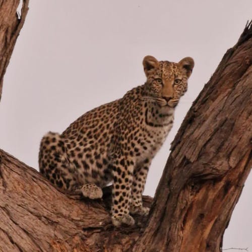 Floris Behnke: close-up of a leopard