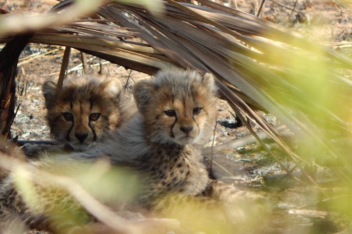 A pair of very cute cheetah cubs partially obscured by foliage
