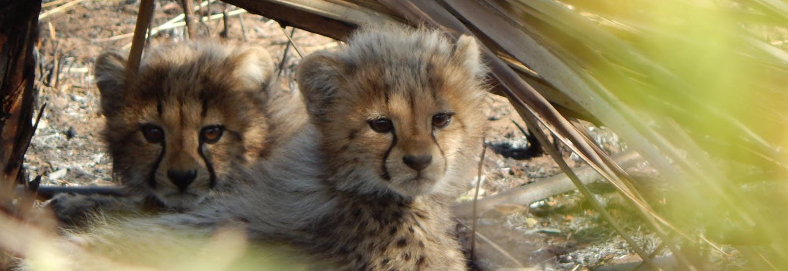 A pair of very cute cheetah cubs partially obscured by foliage
