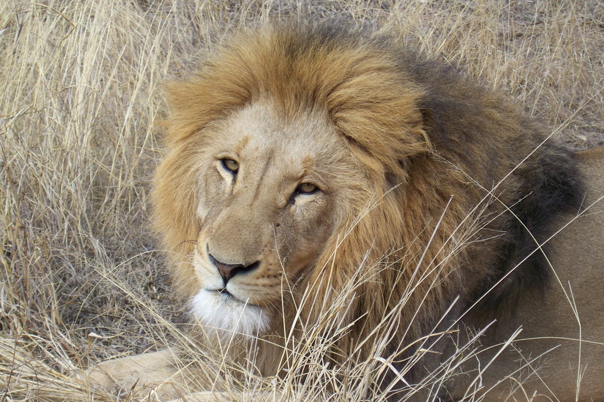Close-up of a lion