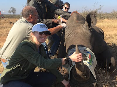 Kaitlyn Saul with a sedated rhino