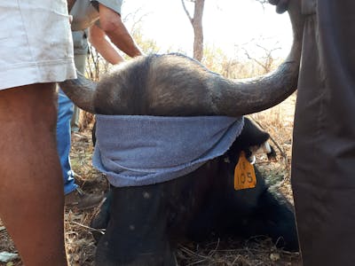 Benedict King: close-up of a sedated buffalo