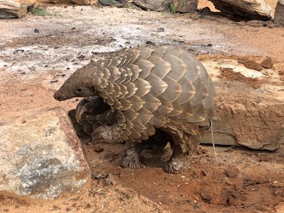 Katherine Prindle: close-up of a Pangolin at Phinda Private Game Reserve