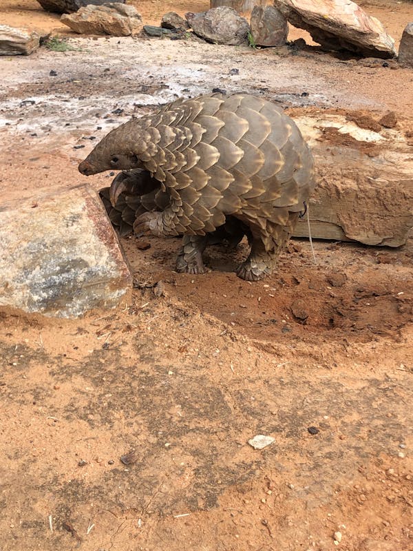 Katherine Prindle: close-up of a Pangolin at Phinda Private Game Reserve