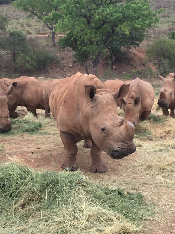 Sarah Smallwood: baby rhinos