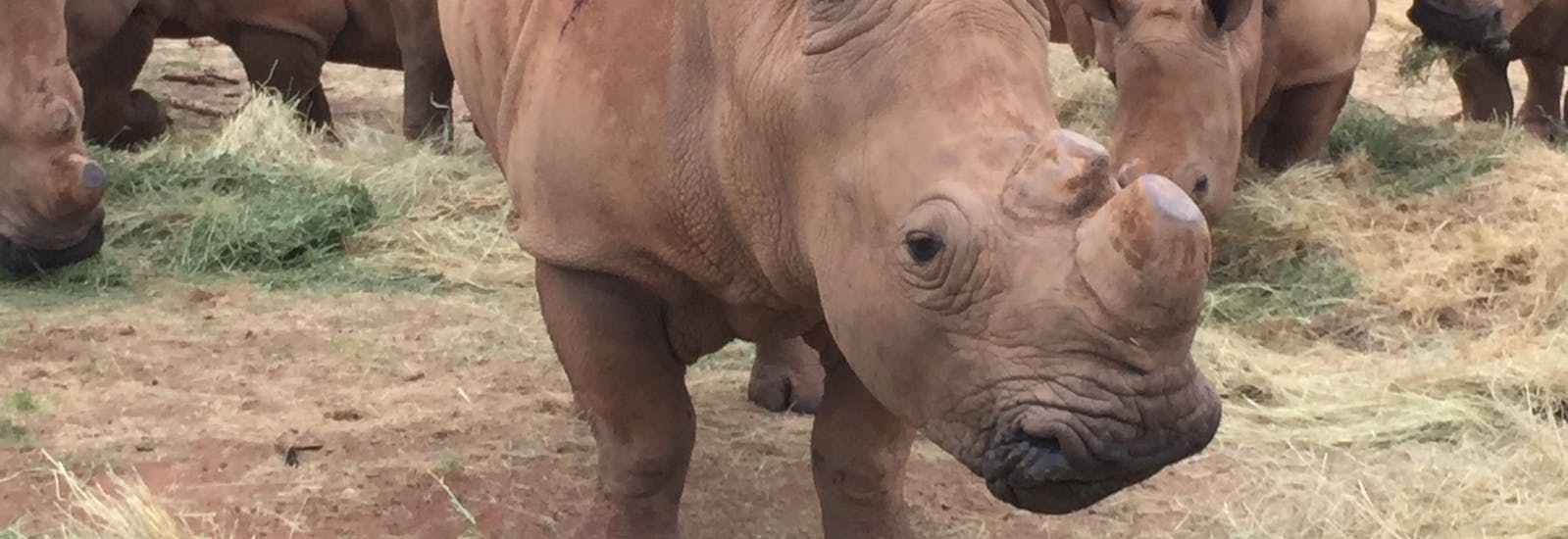 Sarah Smallwood: baby rhinos