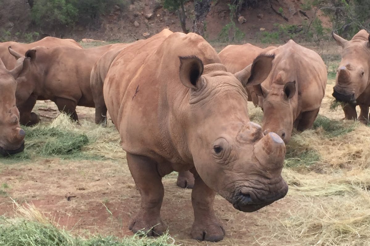 Sarah Smallwood: baby rhinos