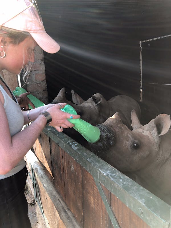 Maisie Kane: bottle feeding a baby rhino