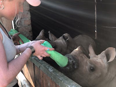 Maisie Kane: bottle feeding a baby rhino