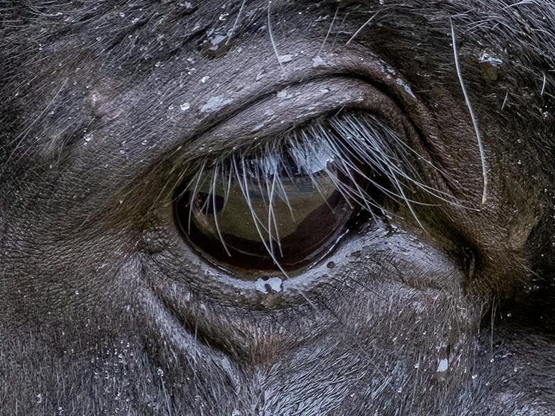 Close up of a buffalo eye