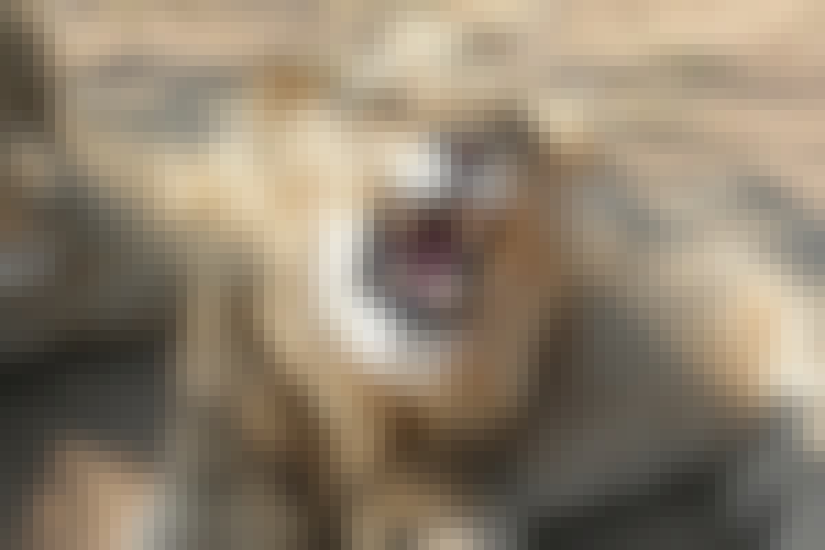 Close-up of a lion roaring to the camera