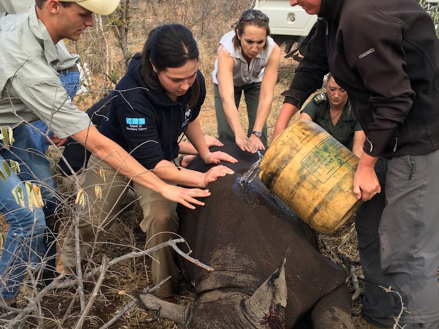 ACE Veterinary volunteers work on a rhino in the wild